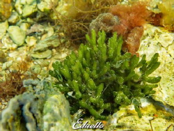 Green nudibranch groene zeewierslak, Elysia viridis by Eduard Bello 